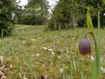 Fritillaire du Jardin Botanique de Saverne!