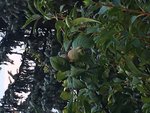 fruit5.JPG