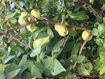 fruit6.JPG