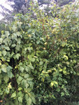fruit7b.jpg
