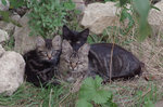 1-IMGP2400.JPG