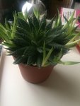 La plante en question