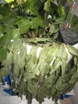 IMG_6931 2.jpg