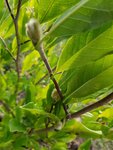 bourgeon Magnolia stellata.jpg