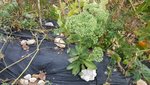 plante inconnue - Copie.jpg