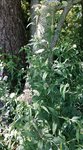 Eupatorium cannabinum 1 - 30 SO.jpg