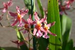 oncidium von holm.jpg