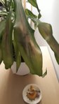 IMG-20180913-WA0012.jpg