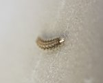 3 mm 1 (9-2018).jpg