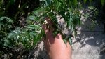 plante (1).jpg