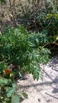 plante (4).jpg