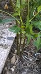 plante (3).jpg