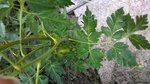 plante (1).jpg