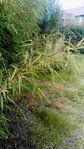 Fargesia angustissima ?
