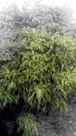 Fargesia angustissima ?