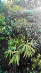 Pseudosasa japonica ou fargesia campbell ?