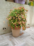 Nandina.jpg