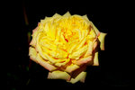rose jaune septembre.JPG