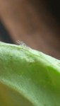 Insecte blanc