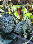 Kiwano 5.jpg