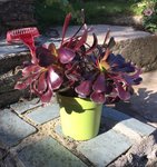 Aeonium arboreum 'Schwarzkopf' - Copie.JPG