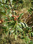 Photinia 2.jpg