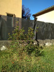 Photinia 3.jpg
