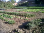 au grand potager