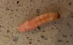 Cydia pomonella larve (9-2018).jpg