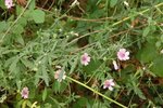 DSC02473.jpg