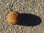 Maclura pomifera 4.JPG