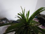 IMGP0043.jpg