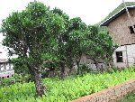 IMG_8452_1_1.JPG