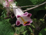 IMG_8850_2_1.JPG