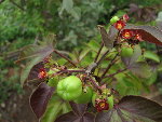 IMG_8844_1_1.JPG