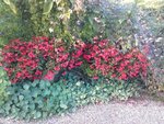 begonias 30 9 18.jpg