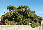 OleronArbre1.jpg