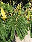 OleronArbre2.jpg