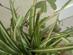 Chlorophytum 2.JPG