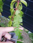 IMG_20181002_184930.jpg