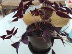 IMG_20181007_114756red.jpg