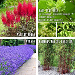 planche-de-plantes.jpg