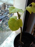 Les feuilles