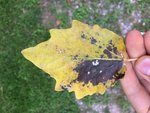 IMG_7963.JPG