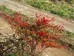 Nandina.jpg