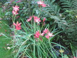 IMG_4225.jpeg