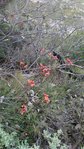 fruit rouge garlaban.jpg