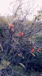 fruit rouge ggarlaban.jpg