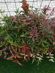 IMG_20181014_141613.jpg