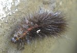 Chenille écaille 1.JPG